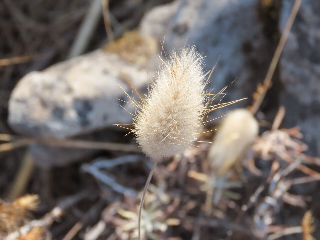 Lagurus ovatus fruit
