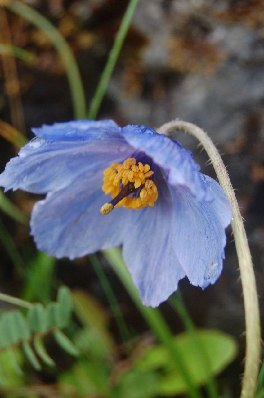 Meconopsis primulina flower