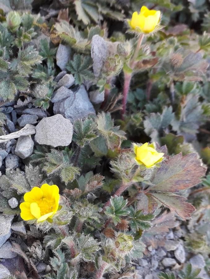Potentilla crantzii flower