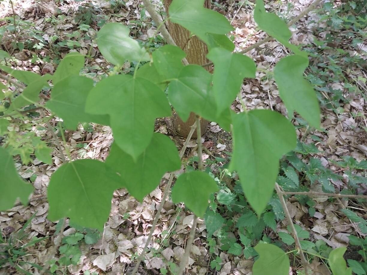 Acer discolor — houseplant care guide