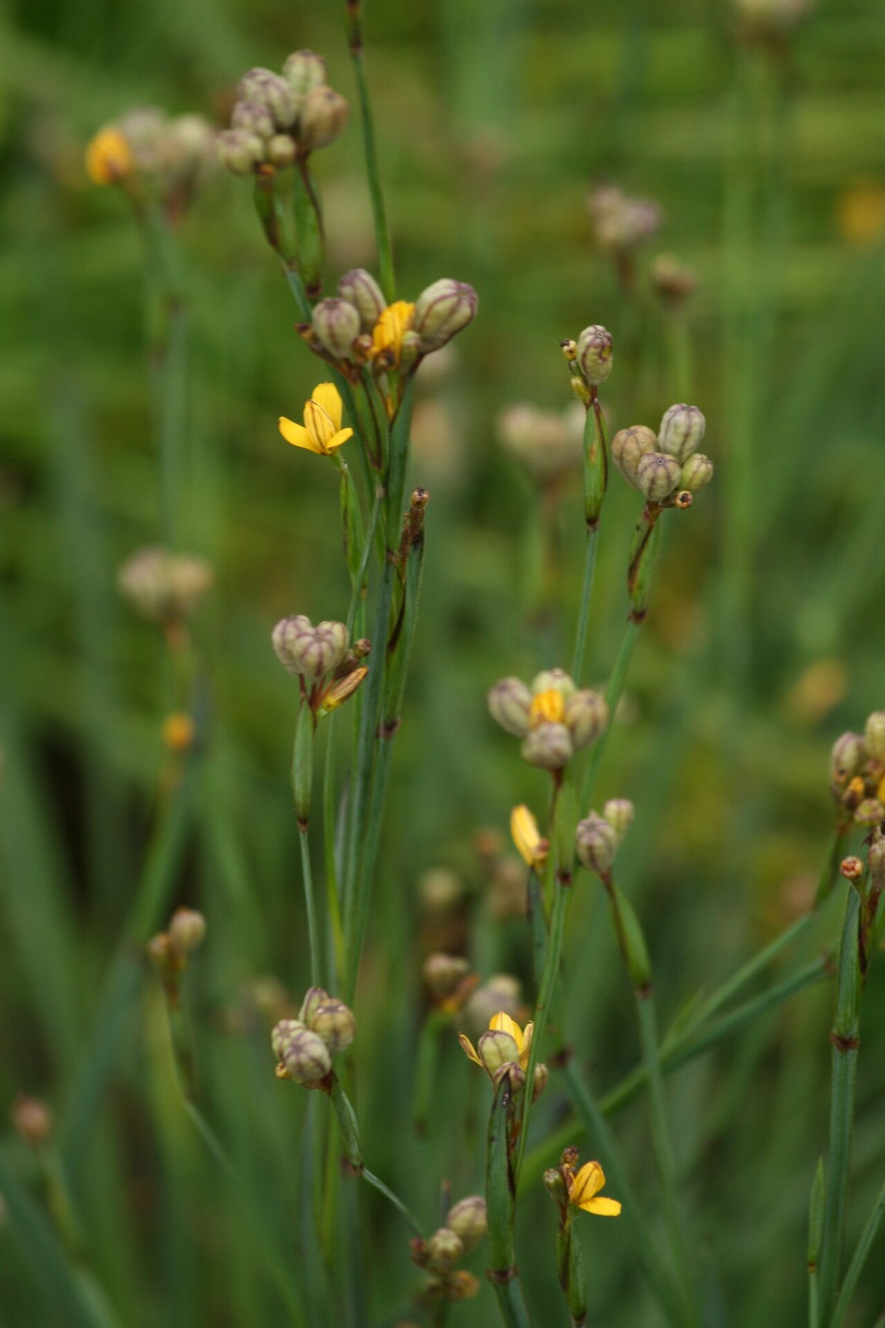 Sisyrinchium patagonicum fruit