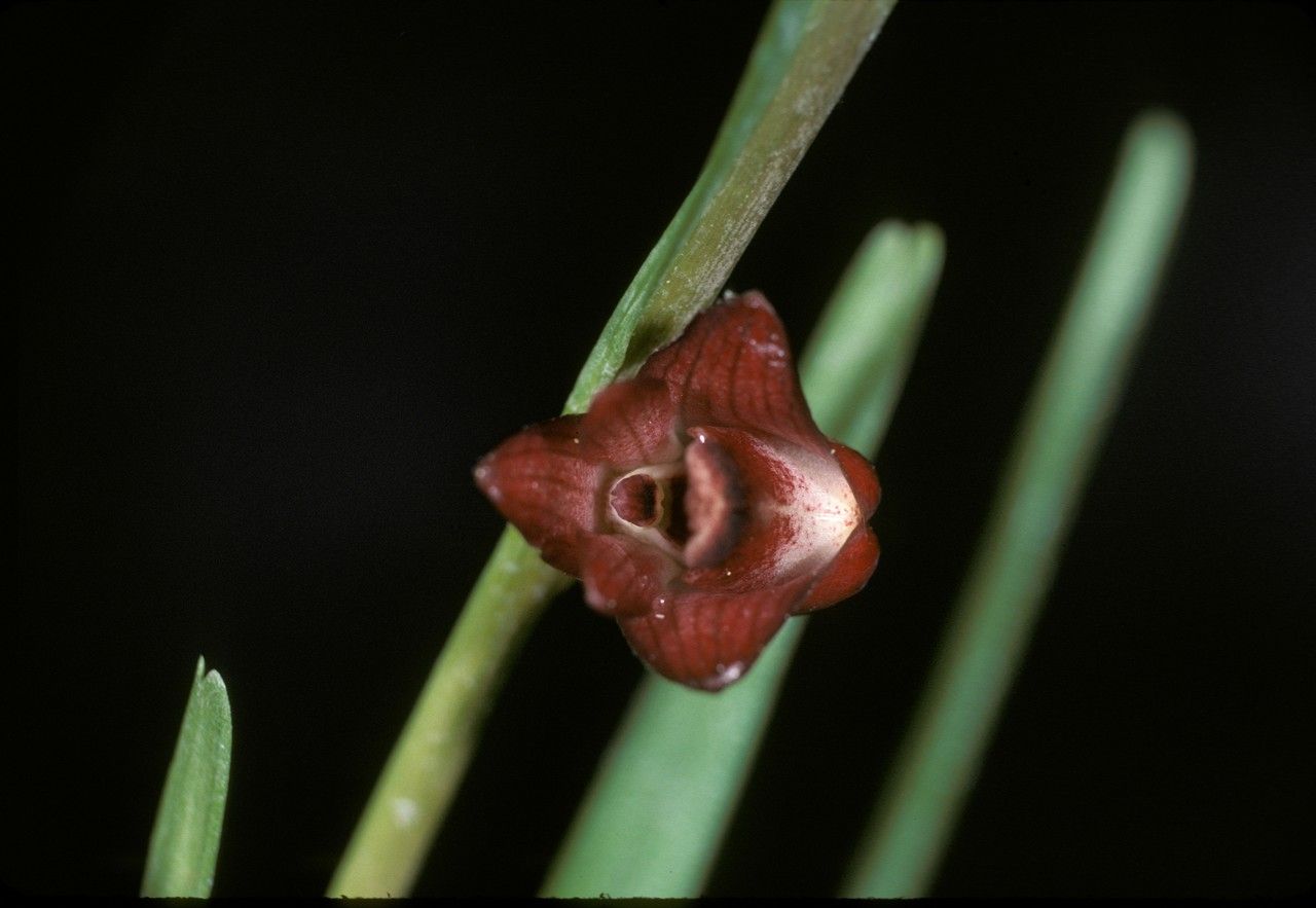 Dendrobium rhytidothece flower