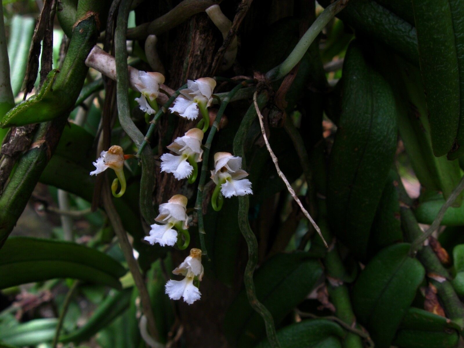 Microcoelia macrorrhynchia flower