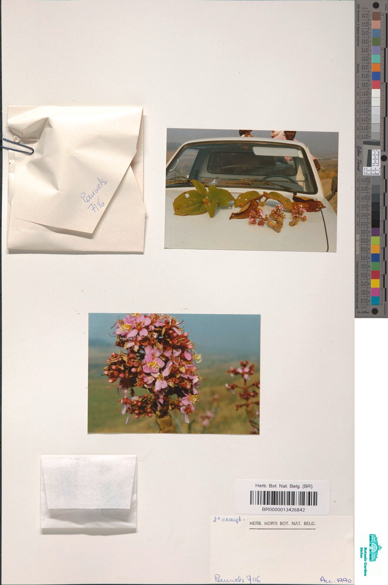 Dichaetanthera schuilingiana — houseplant care guide