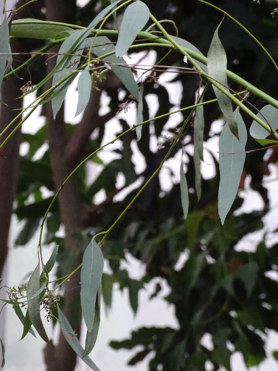 Eucalyptus pruinosa — houseplant care guide