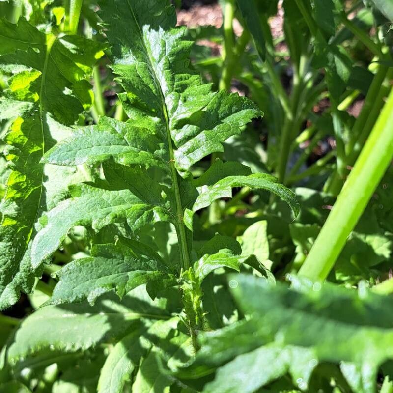 Papaver setiferum — search result for 'Papaver'