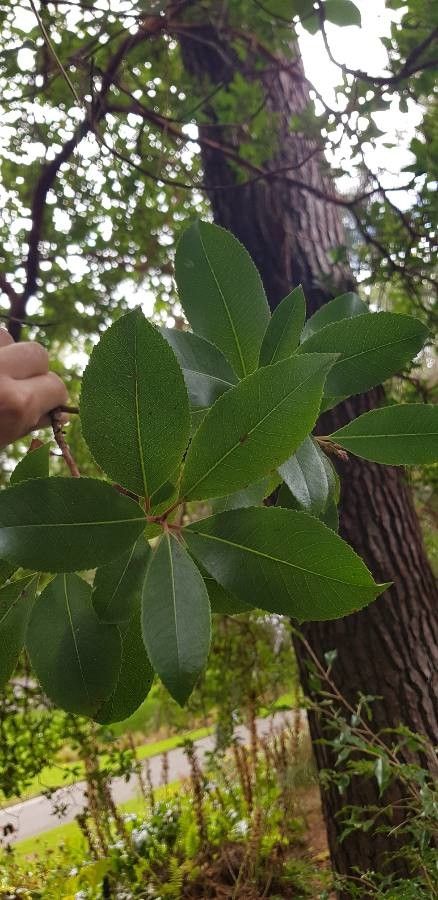Arbutus × andrachnoides — search result for 'Arbutus'