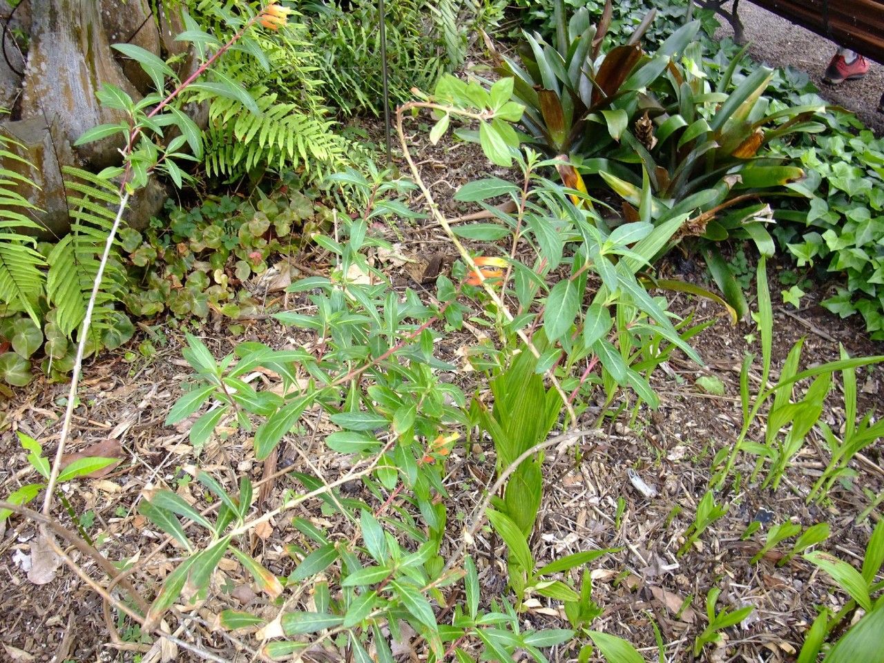 Cuphea jorullensis habit