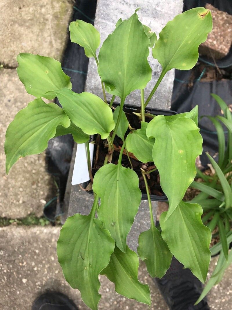 Hosta minor leaf