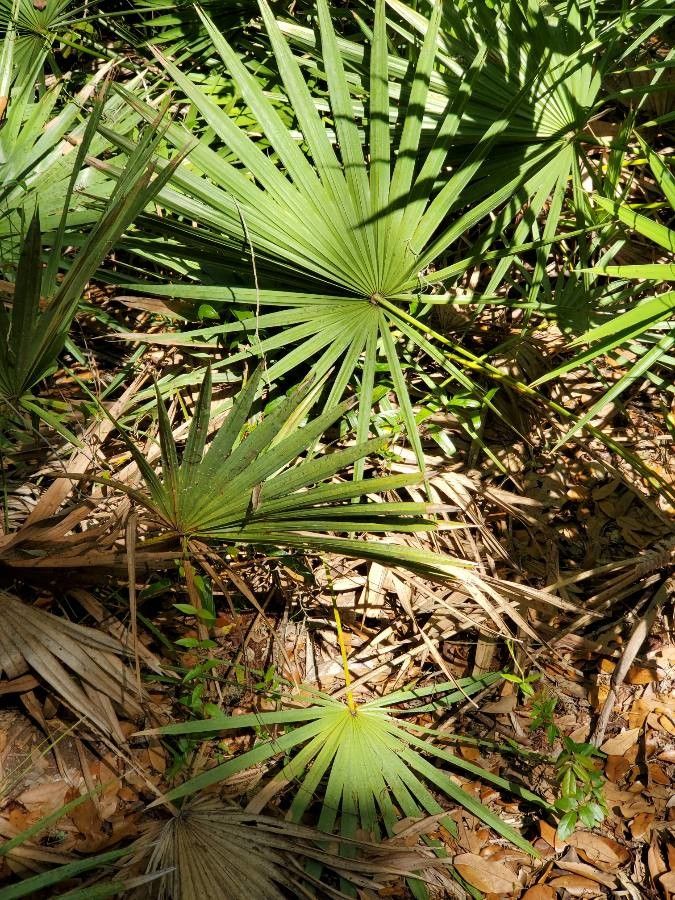 Serenoa repens leaf