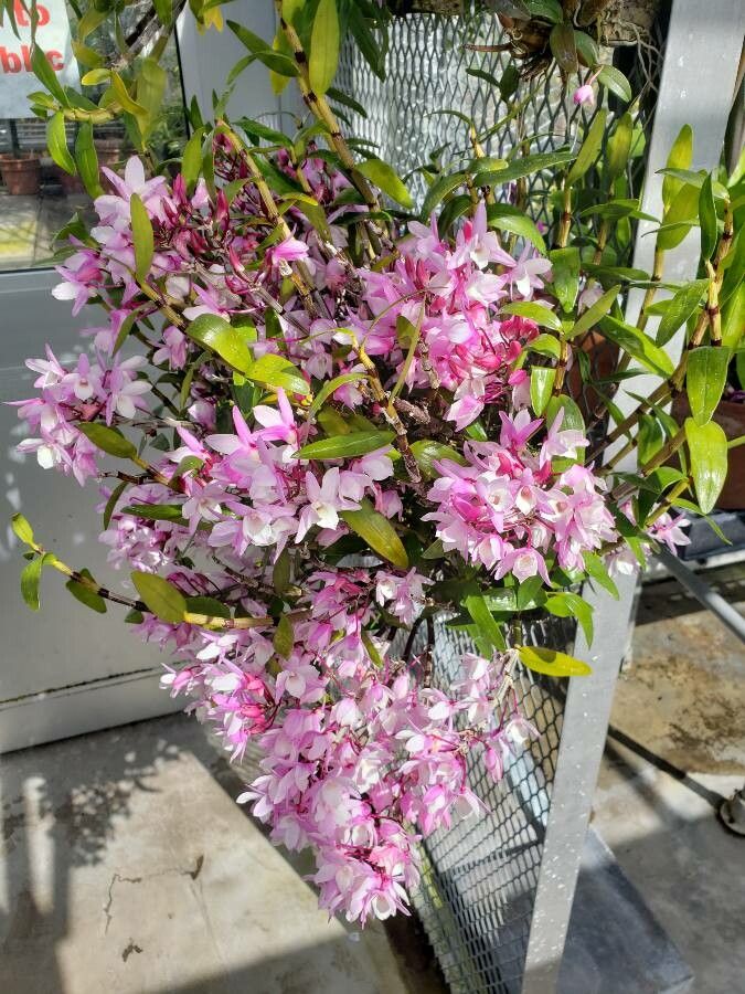 Dendrobium moniliforme habit