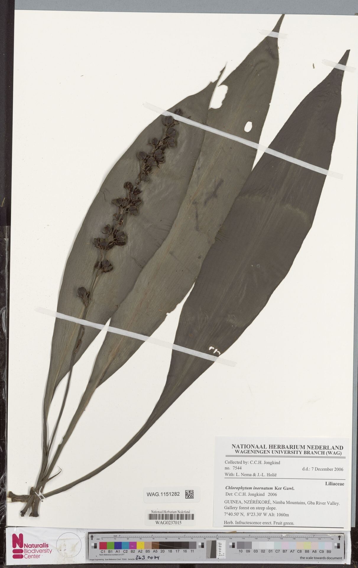 Chlorophytum inornatum — search result for 'Chlorophytum'