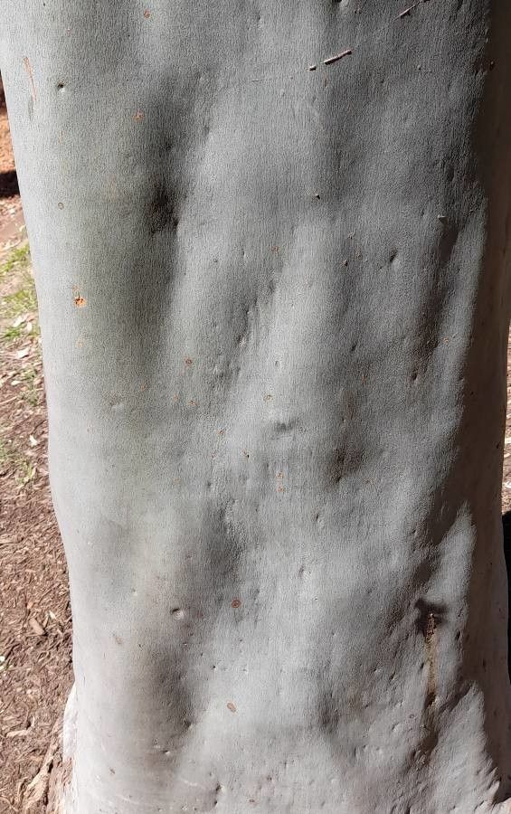 Corymbia torelliana bark