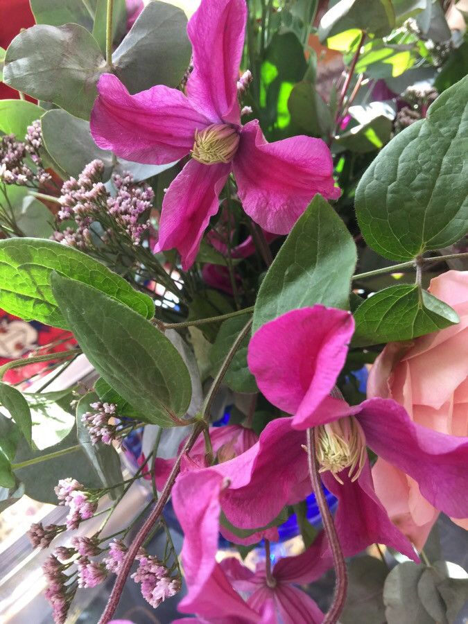 Clematis texensis fruit