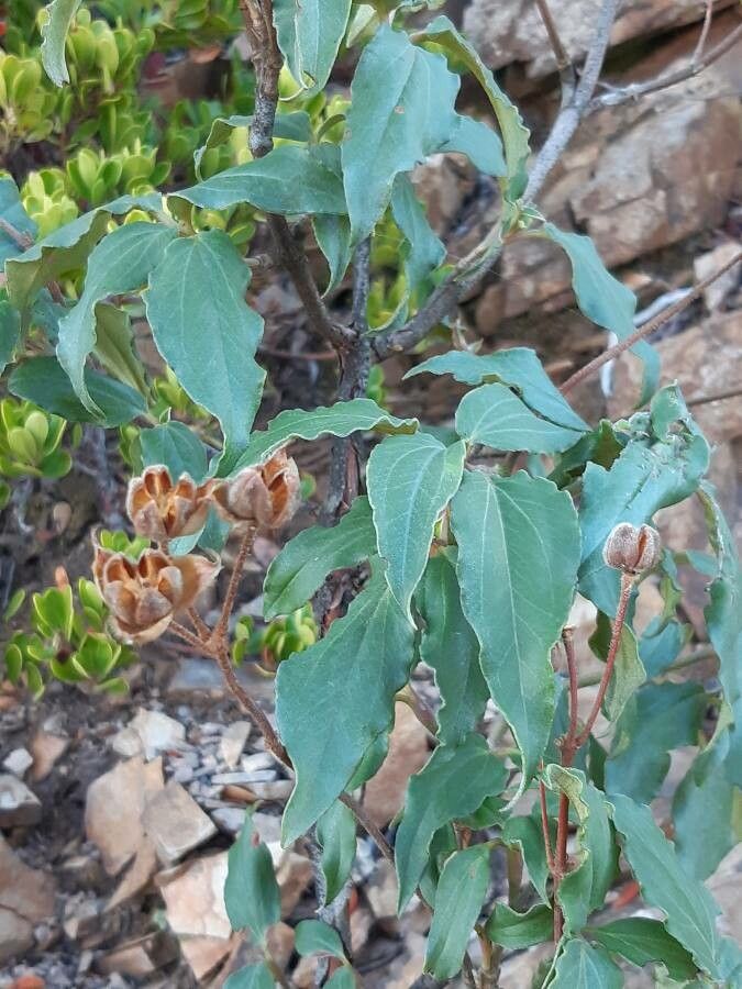 Cistus laurifolius leaf