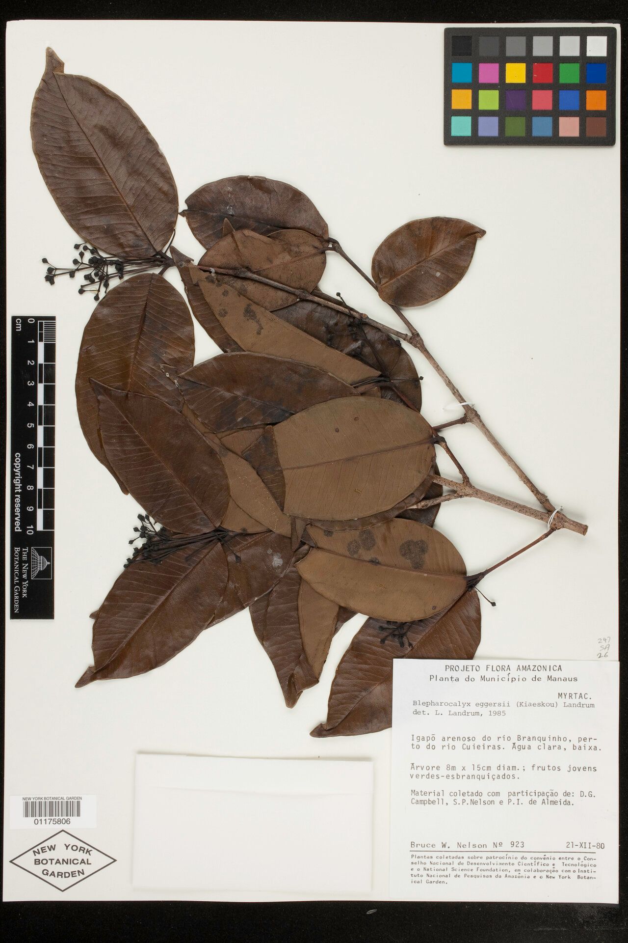 Blepharocalyx eggersii — related species from the same genus