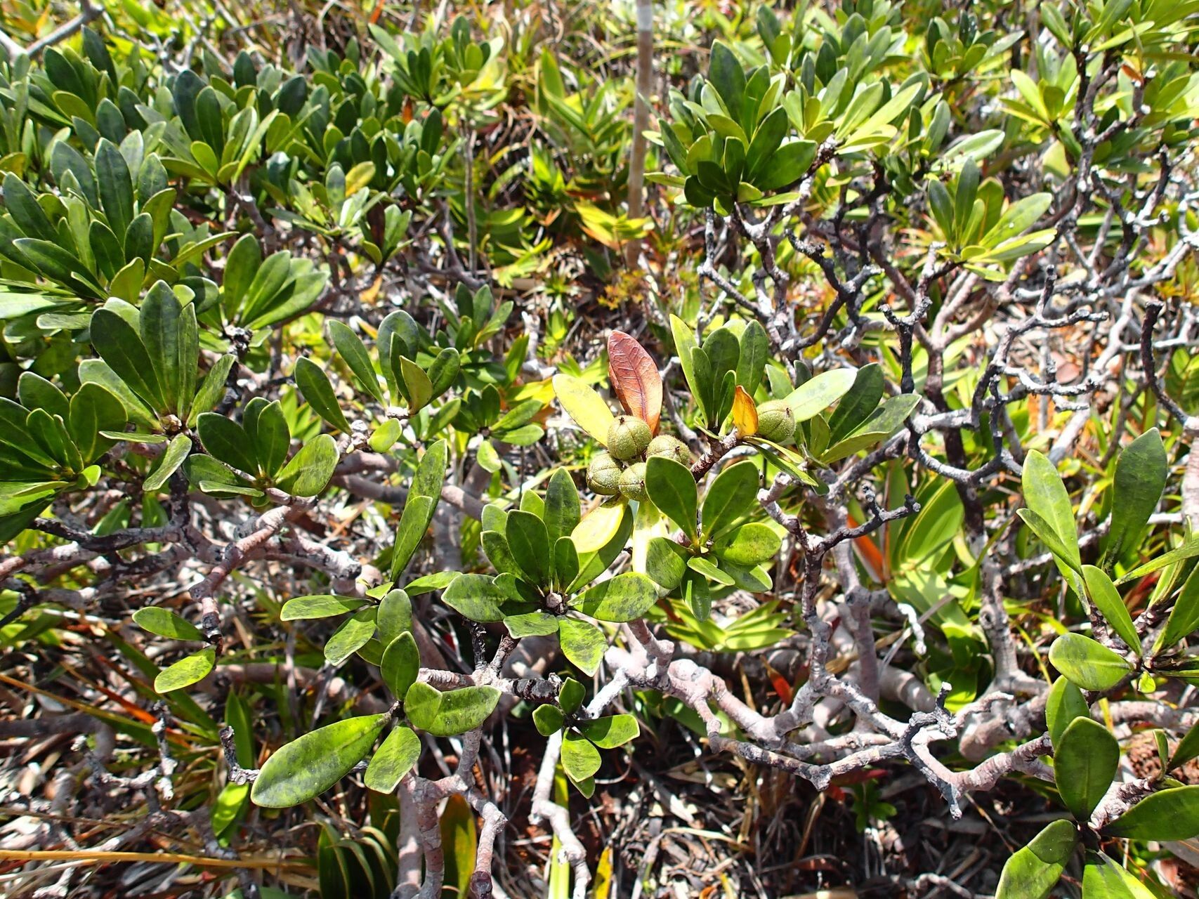 Baloghia buchholzii habit