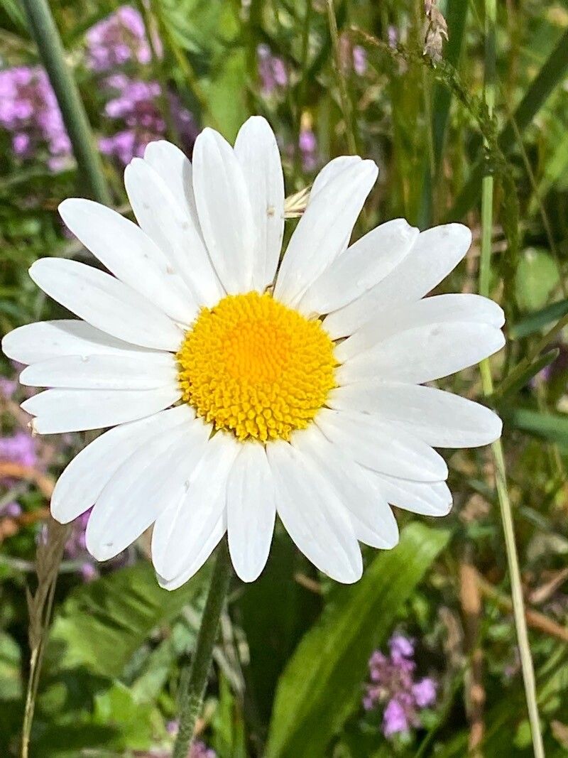Leucanthemum heterophyllum flower