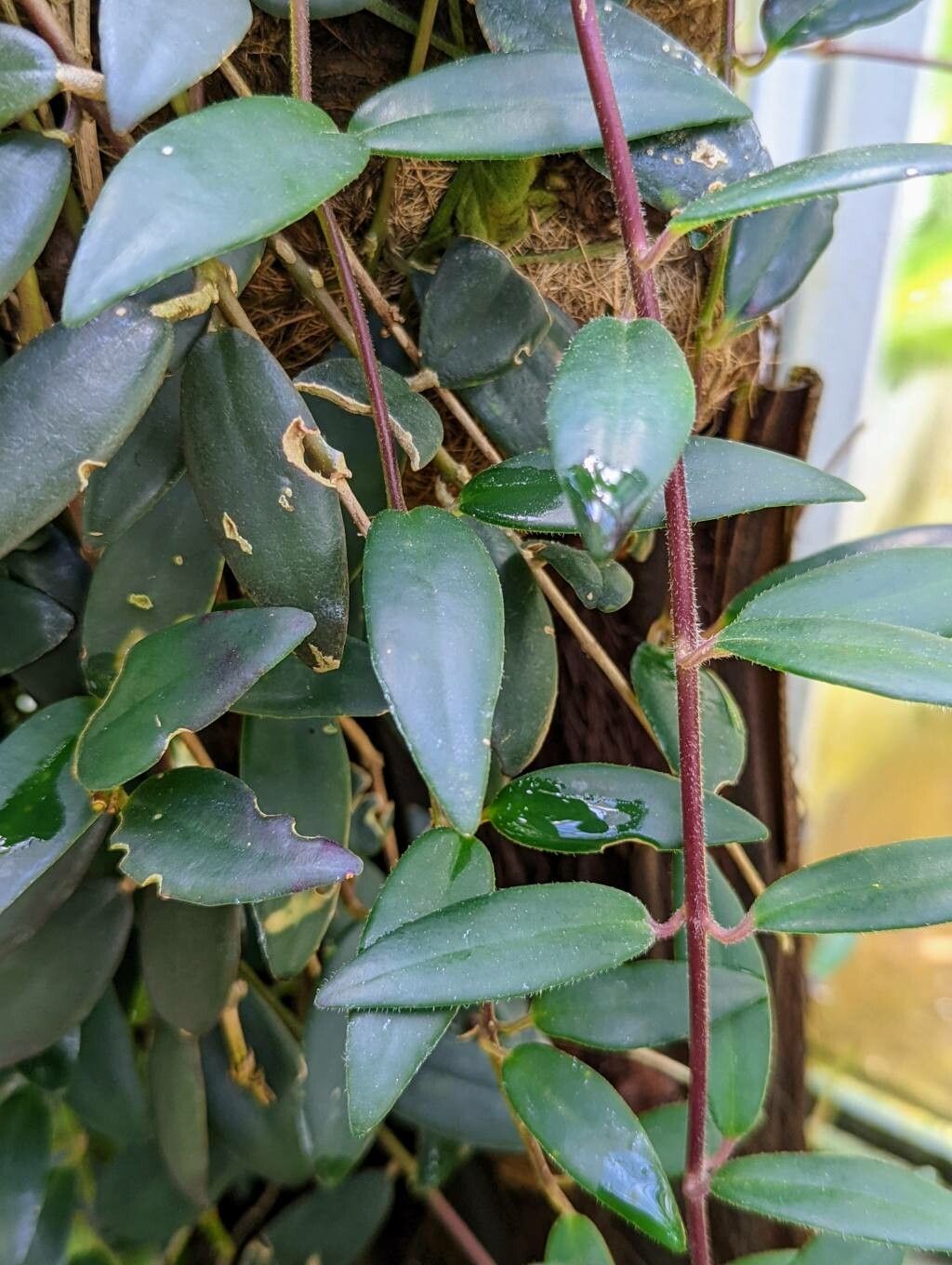 Aeschynanthus micranthus leaf