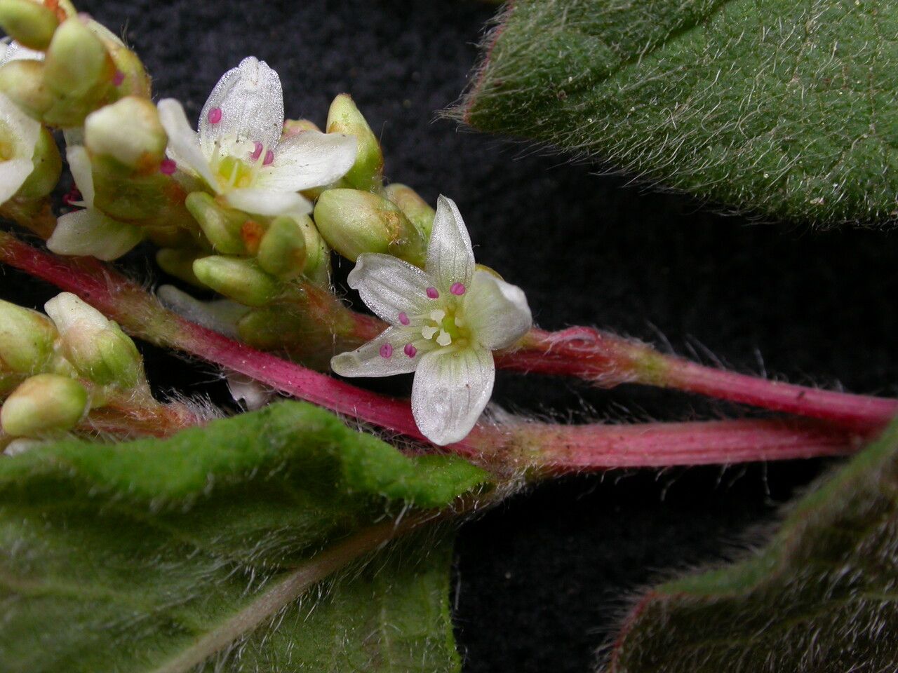 Koenigia tortuosa habit