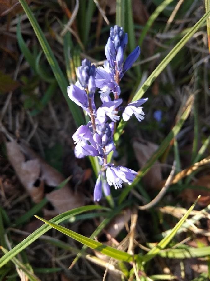 Polygala calcarea fruit