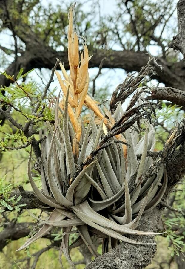 Tillandsia xiphioides habit