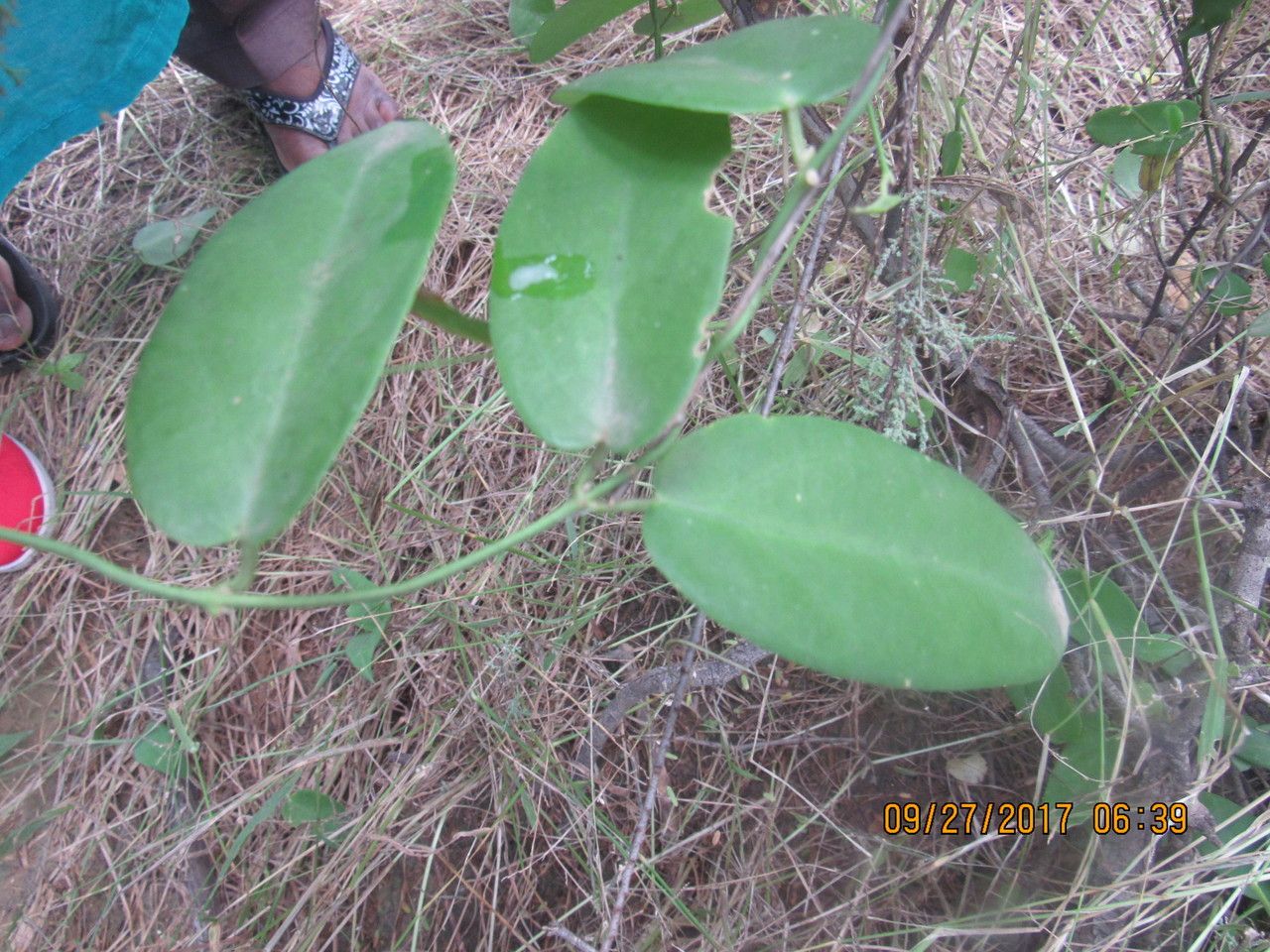 Pentatropis nivalis habit