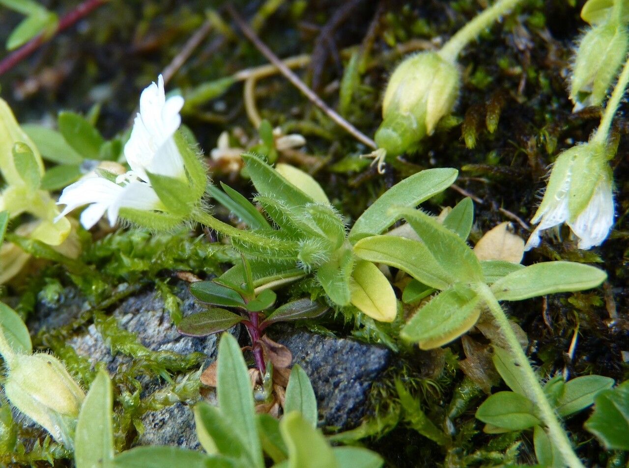 Cerastium pedunculatum — search result for 'Cerastium'