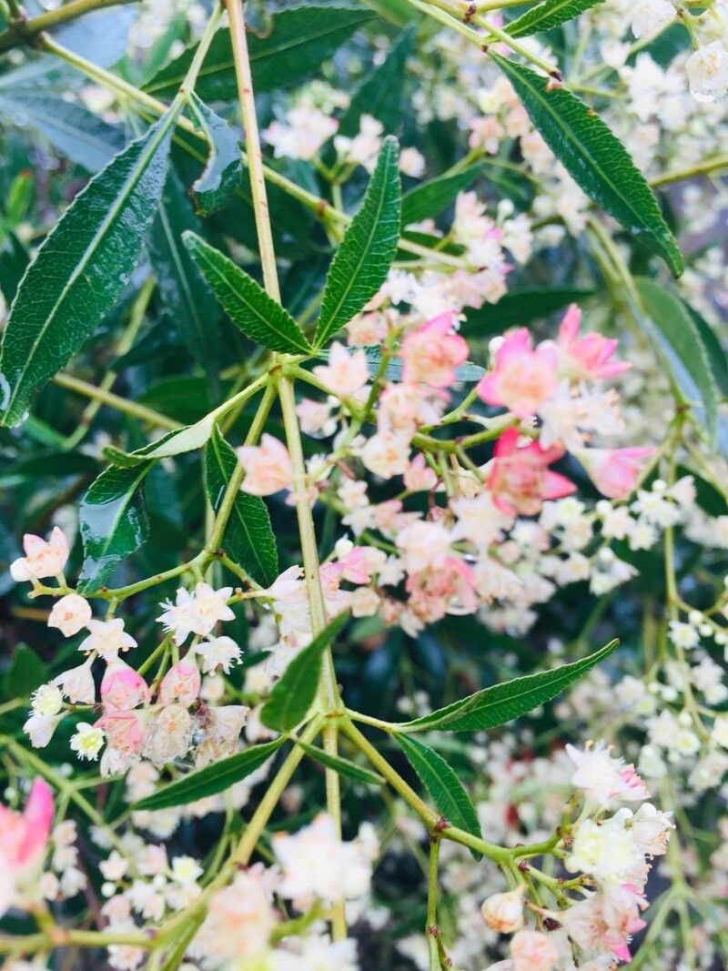 Ceratopetalum gummiferum — search result for 'Cunoniaceae'