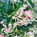 Ceratopetalum gummiferum