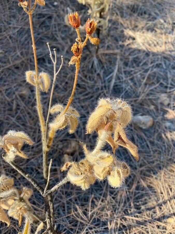 Cistus horrens fruit
