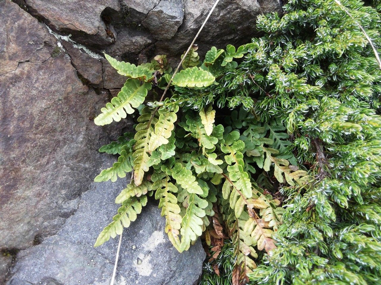 Polypodium amorphum habit