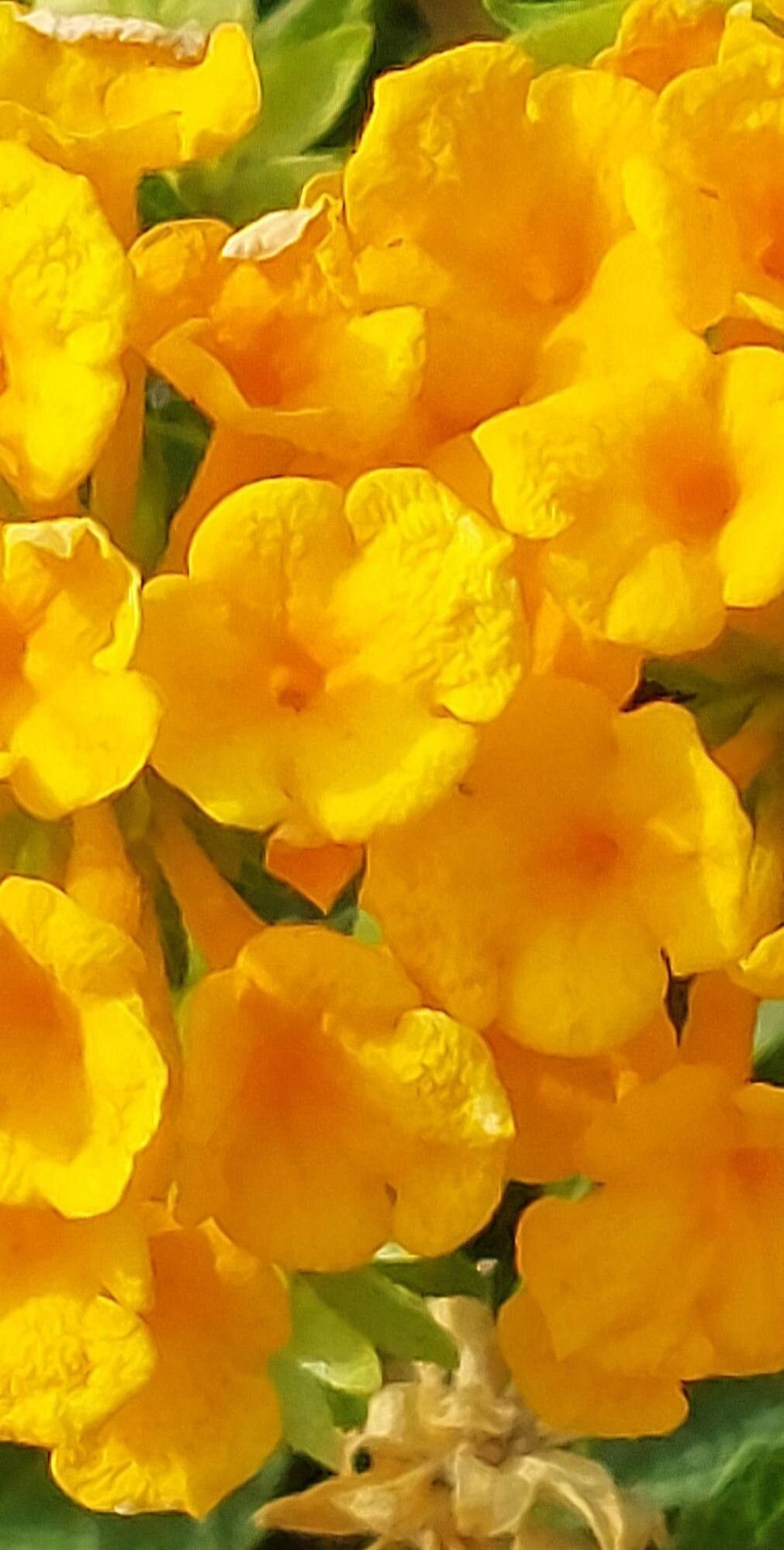 Lantana depressa flower