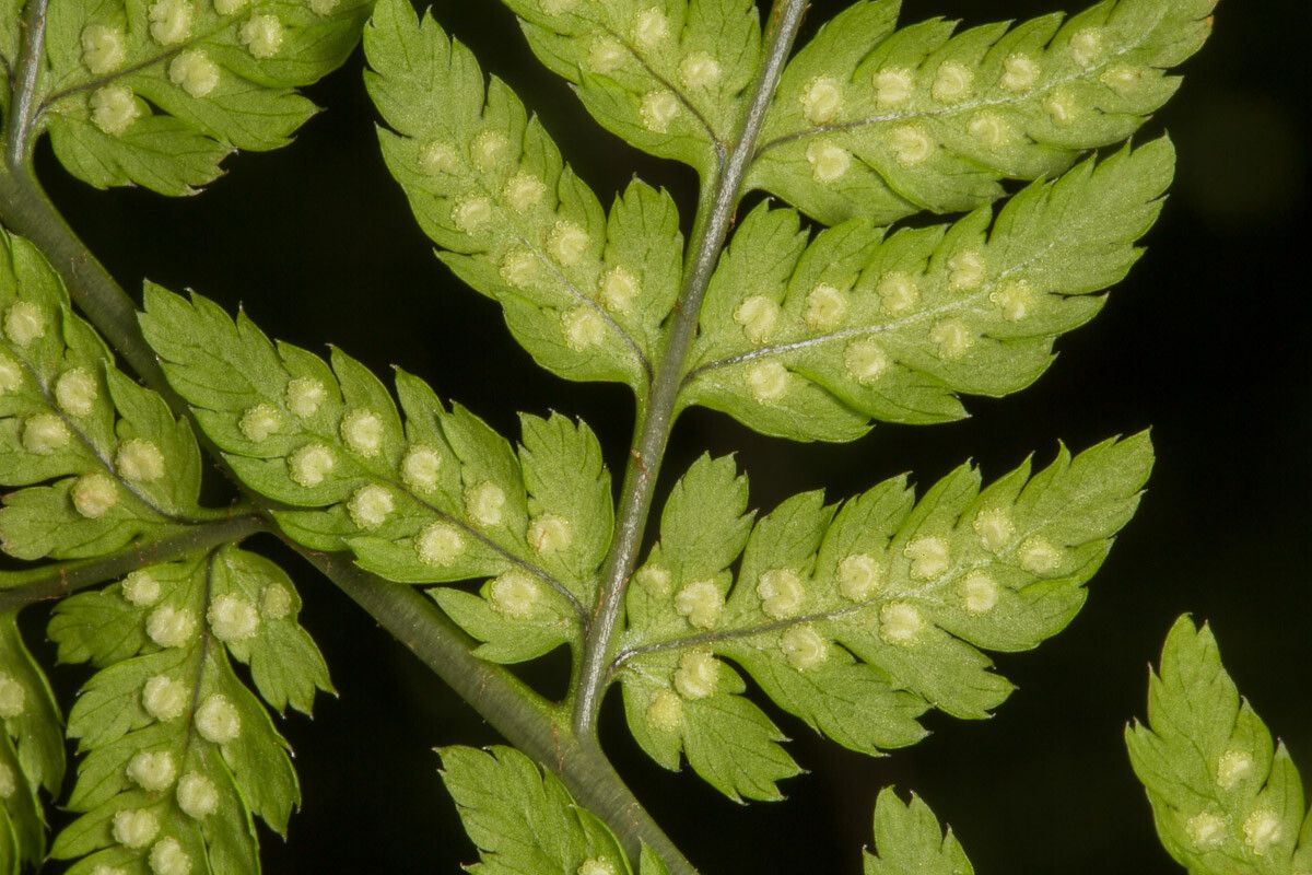 Dryopteris expansa fruit