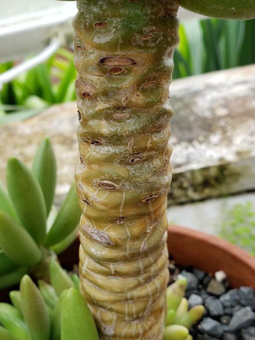 Pachyphytum viride bark