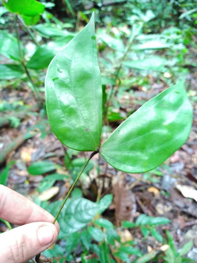Bauhinia guianensis leaf