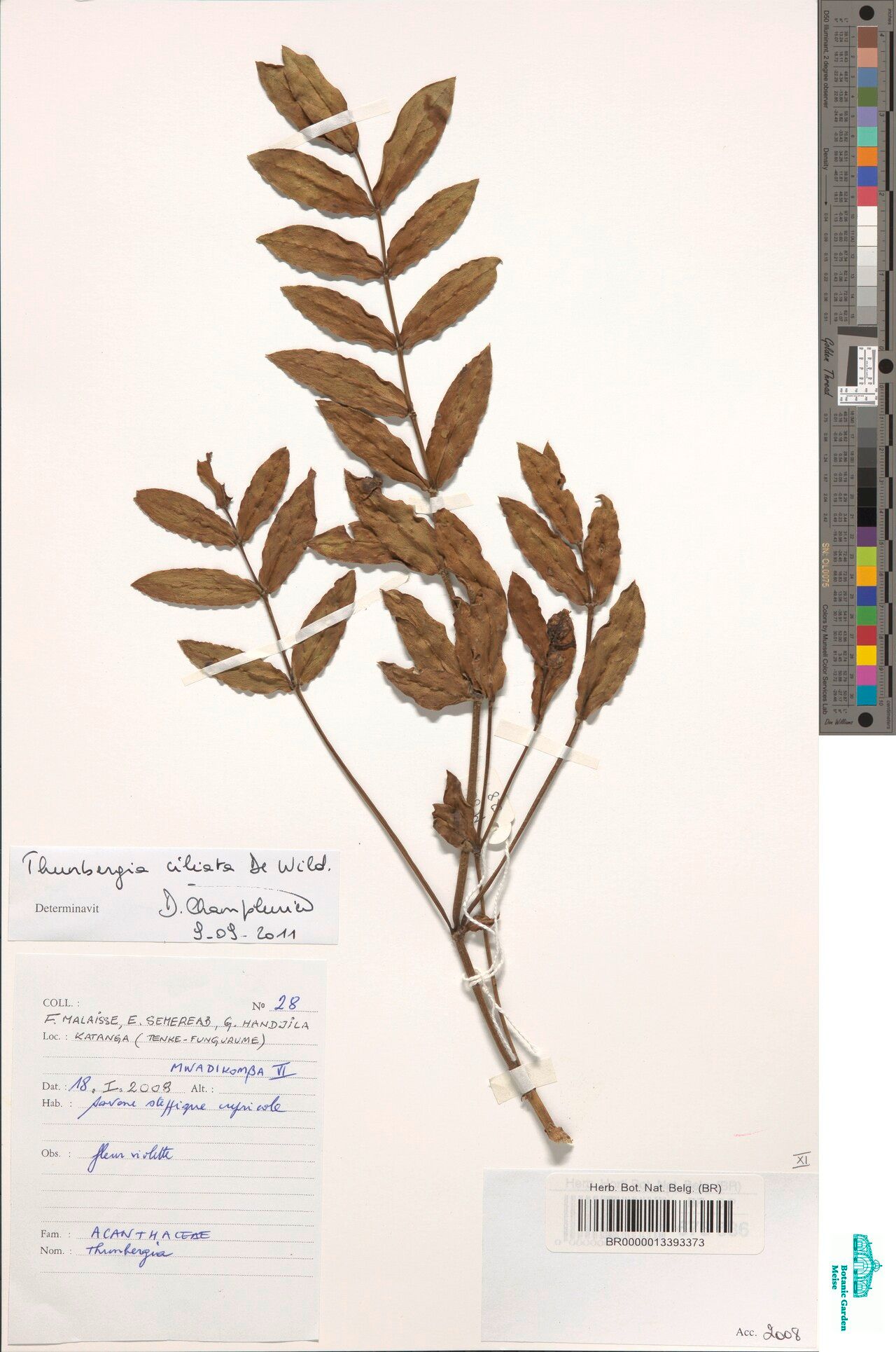 Thunbergia ciliata — search result for 'Thunbergia'