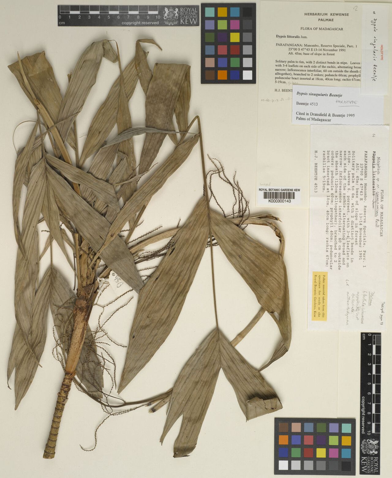 Dypsis singularis — houseplant care guide