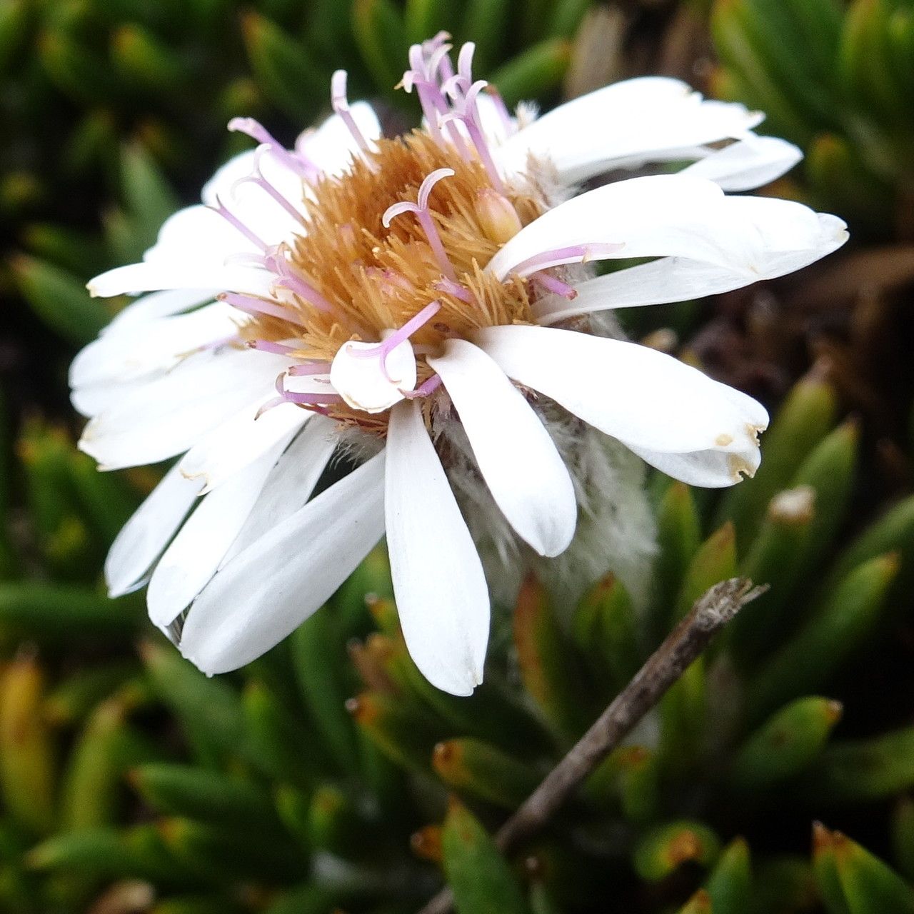 Diplostephium colombianum flower