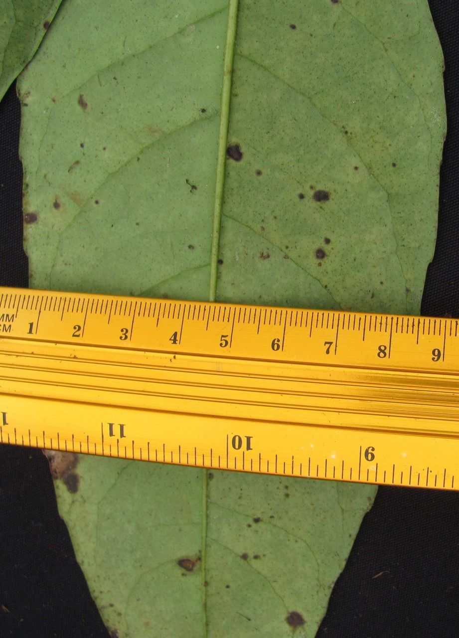 Ilex maxima leaf