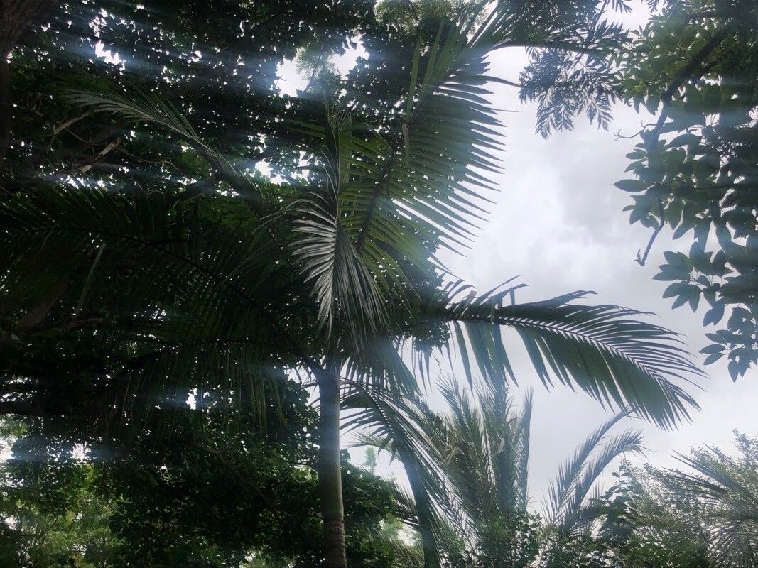 Archontophoenix maxima — related species from the same genus