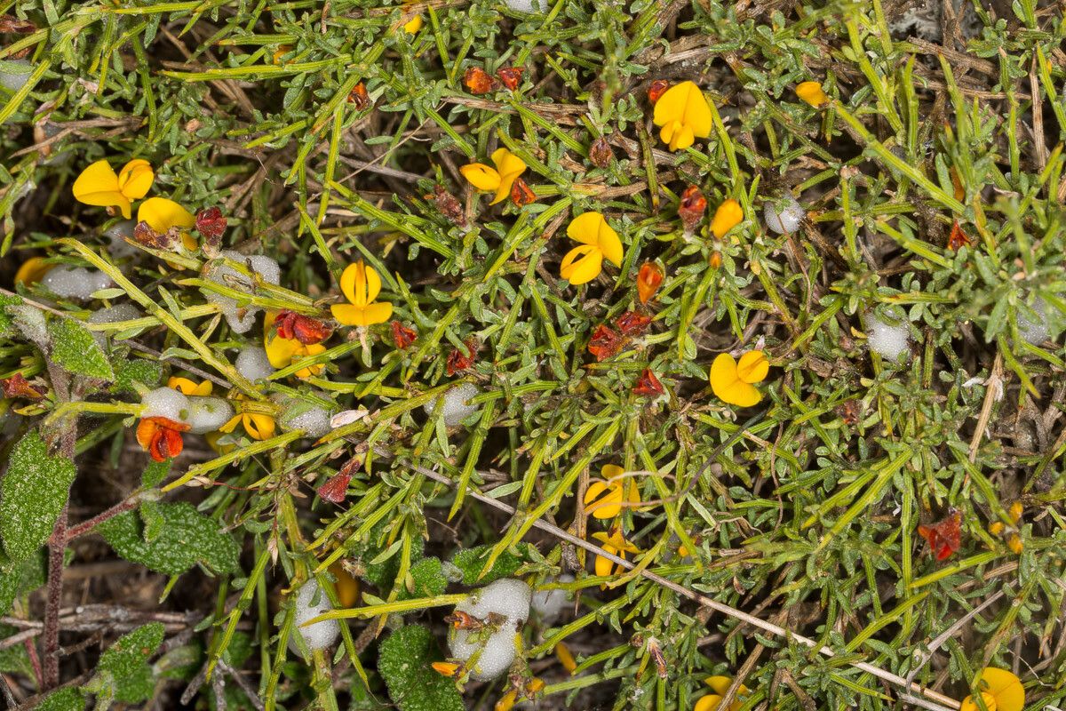 Genista salzmannii flower