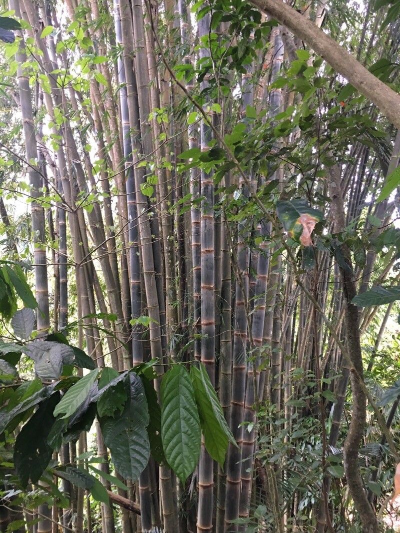 Dendrocalamus asper bark