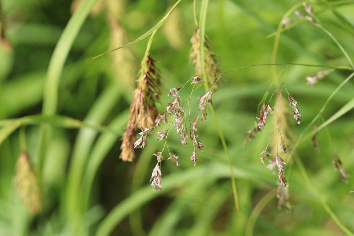 Poa hakusanensis — houseplant care guide