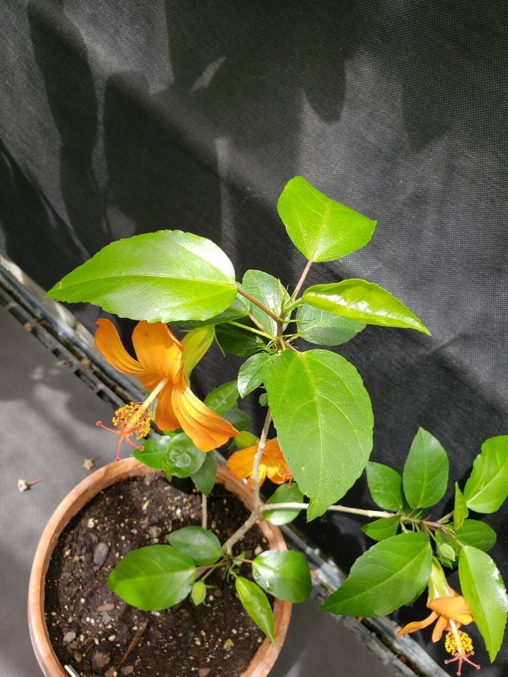 Hibiscus kokio — search result for 'Hibiscus'