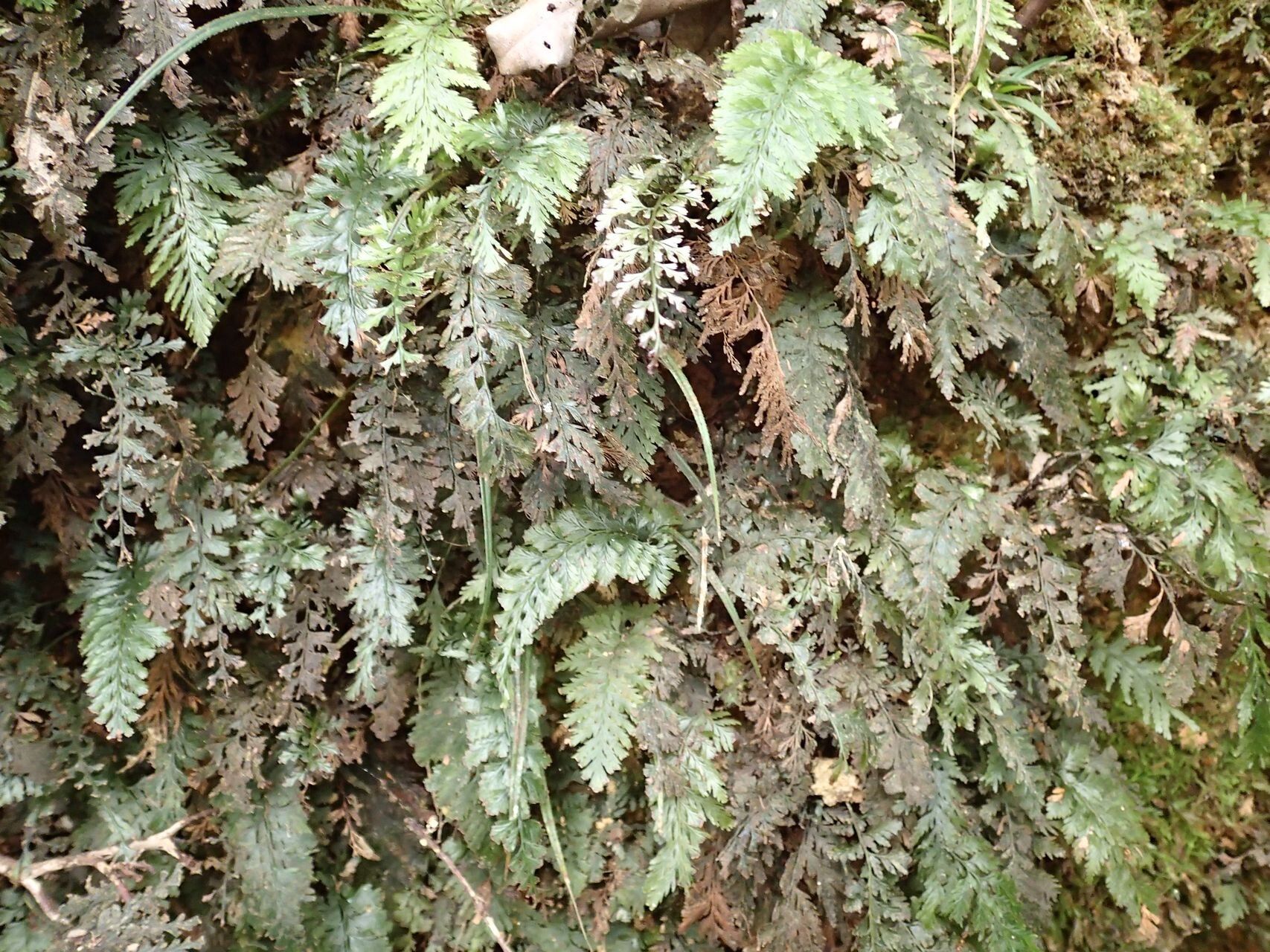 Trichomanes dentatum leaf