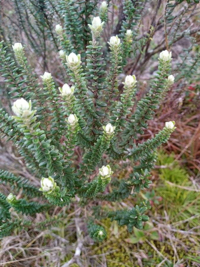 Tristaniopsis yateensis — houseplant care guide