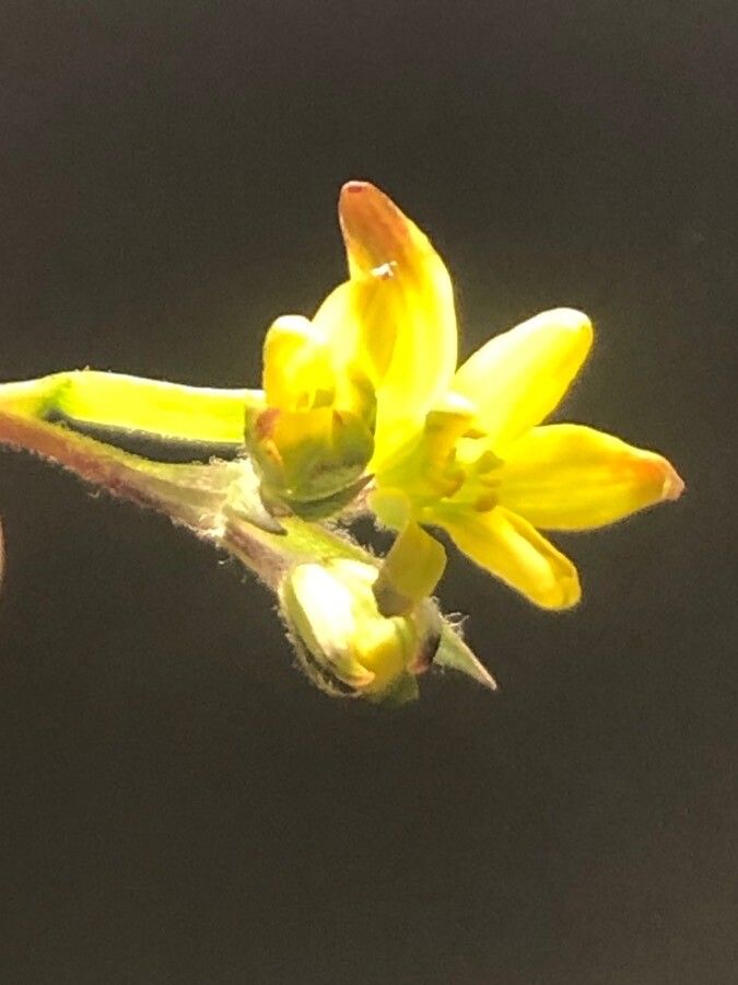 Gagea foliosa flower