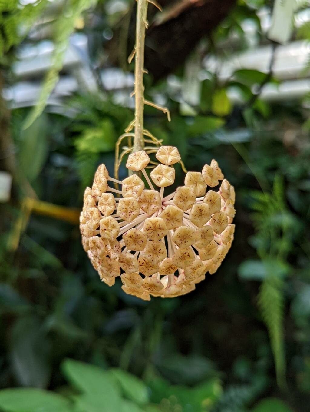 Hoya finlaysonii flower