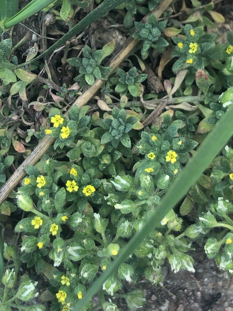 Alyssum minutum — houseplant care guide